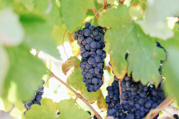 A bunch of ripe black grapes on a vineyard 