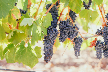 A bunch of ripe black grapes on a vineyard 
