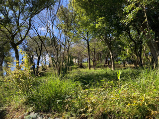 Flowers in autumn flower park