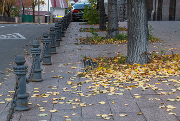 fallen yellow leaves lie on the sidewalk