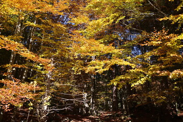 Fototapeta na wymiar Autumn colors on the Asiago plateau, Veneto, Italy