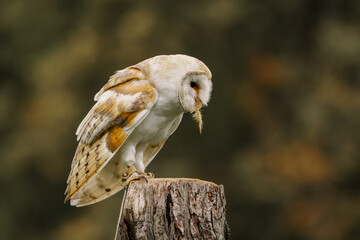 Burn owl (Tyto alba) sitting on a stump of a tree eating her prey