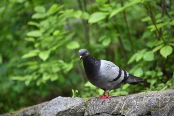 Pegeon bird wildlife of nature