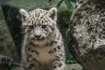 Cub of Irbis - Snow leopard - beside the rock