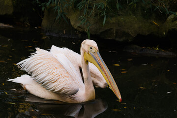 Great white pelican floating on the black lake