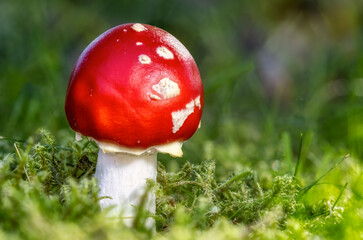 Makro von einem jungen Fliegenpilz im Moos / Gras von der Sonne beleuchtet