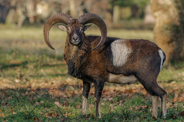 Mouflon standing on an autumn meadow