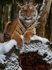 Sumatran tiger lying on the snowy wood