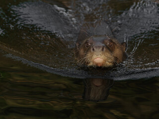 Giant otter swimming in the lake