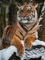 Sumatran tiger lying on the snowy wood