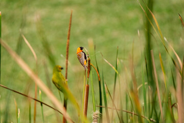 Red Bishop alongside a pond, among the reeds and building, weaving a nest