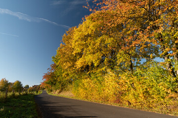 Herbstliche Wälder und Alleen am Hanfbachtal