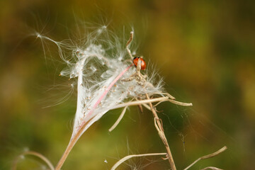 Red ladybug sleeping on white fluff plant on autumn background