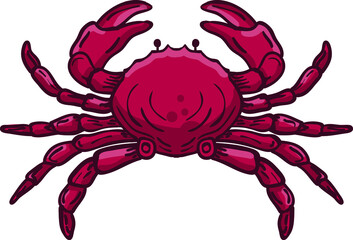 Illustration of crab vector. suitable for animal or sea creature.