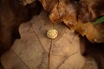 Parasite cynips quercusfolii on oak tree leaf lying on ground