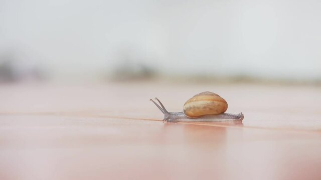 snail crawling on soft pink background
