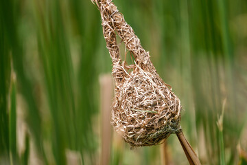 Mask weavers nest, hustled amongst the reeds, alongside a pond in South Africa