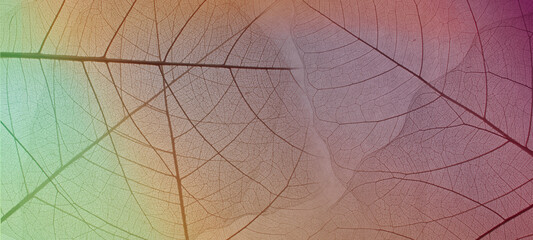 Close-up of a leaf. skeleton leaf leaves with a transparent shape .the leaves look abstract from nature and have a pattern at seamless background .beautiful colors for text and advertising