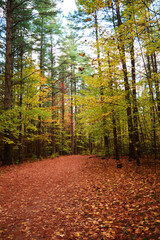 Walking trail in Ontario Simcoe County with leafs on the ground