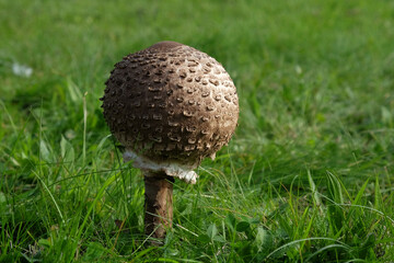 The bulbous cap of the Parasol mushroom during the autumn