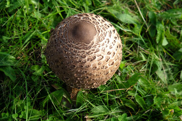 The bulbous cap of the Parasol mushroom during the autumn