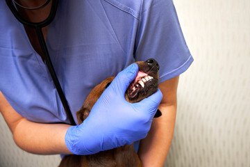 The dog is being examined at the veterinary clinic. Veterinarian examines a dog's teeth