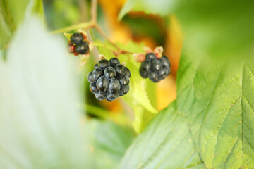 Blackberries hanging on bush branches framed by bokeh green leaves