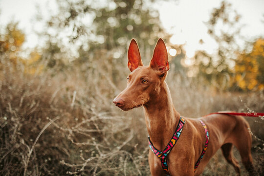 Pharaoh hound dog portrait