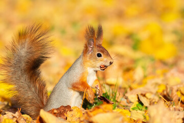 Squirrel in the autumn park