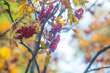red autumn berries leaves on a branch