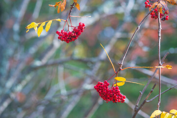 red berries on a branch