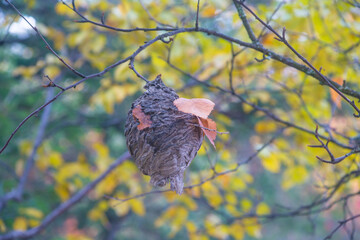 nest on the branch