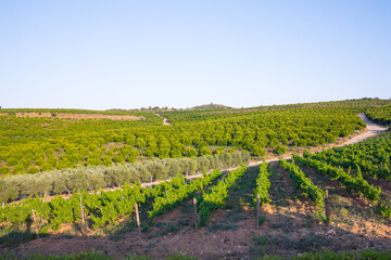 Fototapeta na wymiar Beautiful View Of A Vineyard In The Countryside - wide shot
