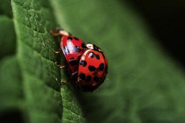 Coccinella Accoppiamento