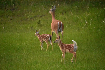 Naklejka na ściany i meble Frolicking and Playful Fawns Following Their Mom