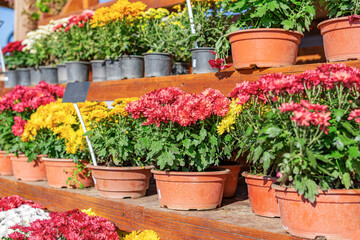 Flowers in pots close-up in a shop.