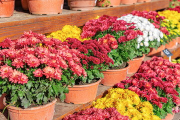 Flowers in pots close-up in a shop.