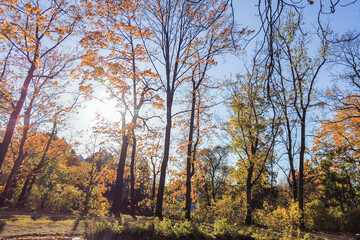 Autumn leaves and trees in the park
