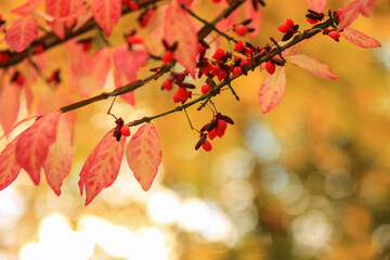 Autumn leaves and trees in the park