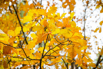 Autumn oak tree with beautiful golden leaves. Selective focus.