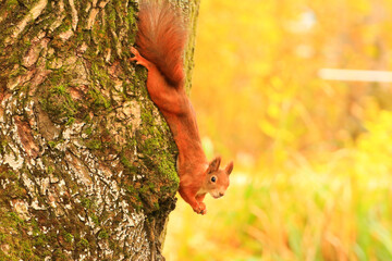 Portrait of Eurasian red squirrel climbing on tree and eating acorn