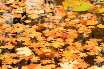 Autumn yellow maple leaves over blue water with reflection of trees in it