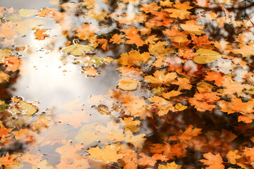 Autumn yellow maple leaves over blue water with reflection of trees in it