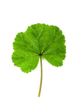 Freshly harvested hibiscus leaves on isolated white background