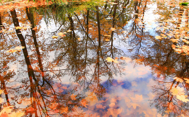 Obraz premium Autumn yellow maple leaves over blue water with reflection of trees in it