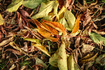 Autumn leaves carpet with variety of leaves and colors