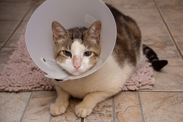 Um gato malhado, usando colar elizabetano, sobre um tapete fofinho.