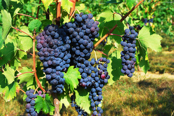 Red grapes with leaves in the vineyards in Baden Baden. Germany, Europe