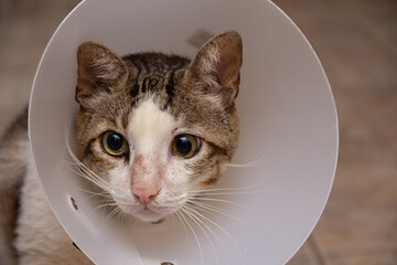 Face de um gato malhado usando cone de proteção no pescoço.