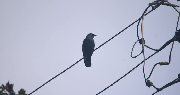Jet black Jackdaw bird settles on electricty cable wire and flies away slow motion